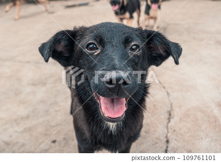 Sad dog in shelter waiting to be rescued and adopted to new home. Shelter for animals concept Sad dog in shelter waiting to be rescued and adopted to new home. Shelter for animals concept 109761101