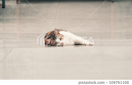 Cat pound. Close-up shot of homeless stray cat living in the animal shelter. Shelter for animals concept Cat pound. Close-up shot of homeless stray cat living in the animal shelter. Shelter for animals concept 109761108