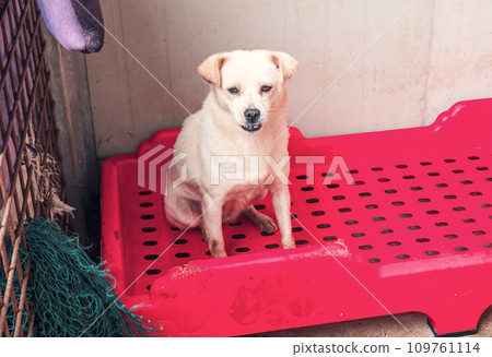 Sad dog in shelter waiting to be rescued and adopted to new home. Shelter for animals concept Sad dog in shelter waiting to be rescued and adopted to new home. Shelter for animals concept 109761114