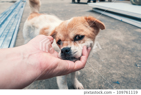 Close-up of male hand petting stray dog in pet shelter. People, Animals, Volunteering And Helping Concept. Close-up of male hand petting stray dog in pet shelter. People, Animals, Volunteering And Helping Concept. 109761119