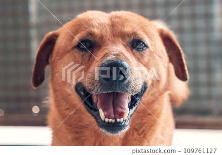 Sad dog in shelter waiting to be rescued and adopted to new home. Shelter for animals concept 109761127