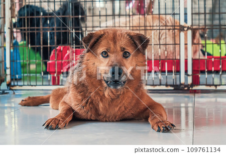 Sad dog in shelter waiting to be rescued and adopted to new home. Shelter for animals concept Sad dog in shelter waiting to be rescued and adopted to new home. Shelter for animals concept 109761134