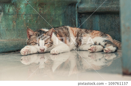 Cat pound. Close-up shot of homeless stray cat living in the animal shelter. Shelter for animals concept Cat pound. Close-up shot of homeless stray cat living in the animal shelter. Shelter for animals concept 109761137