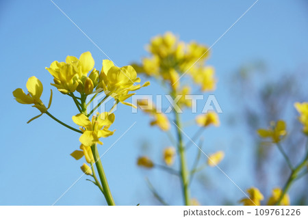 Komatsuna flowers blooming in the field Komatsuna flowers blooming in the field 109761226
