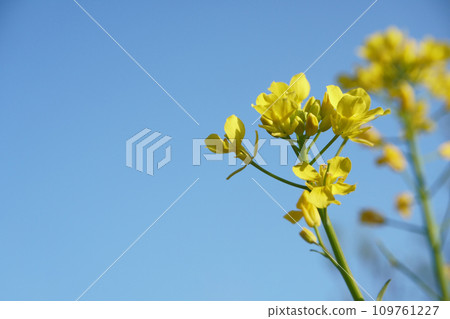 Komatsuna flowers blooming in the field Komatsuna flowers blooming in the field 109761227