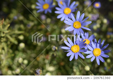 花藍色雛菊 109761360