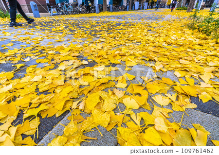 Japan's Yokohama cityscape December...Beautiful yellow carpet, but it's slippery so be careful...=In front of Center Kita Station in Yokohama City 109761462