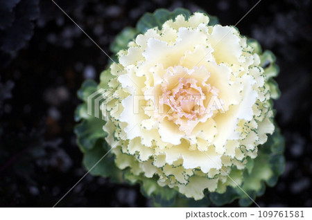 1 白色植物學 1 白色植物學 109761581