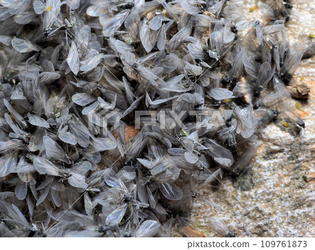 Zelkova aphid 109761873