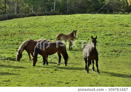 Farm horse Farm horse 109761887