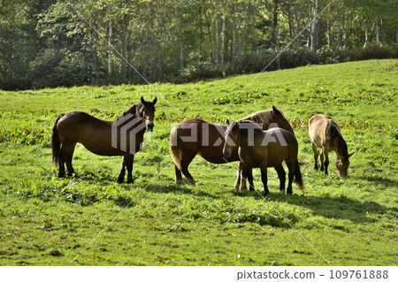 農場馬 109761888