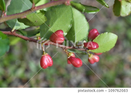 Hartley fruit Haritsurumasaki fruit 109762083