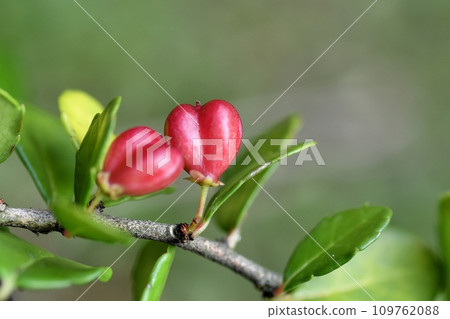 Hartley fruit Haritsurumasaki fruit 109762088