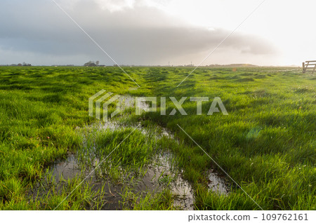 Early morning in the Frysian Countryside 109762161