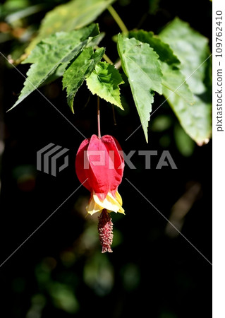 Ukitsuriboku flower 109762410