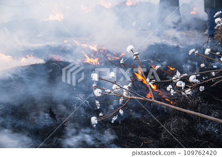 丼土燒真玉玉三九郎 109762420