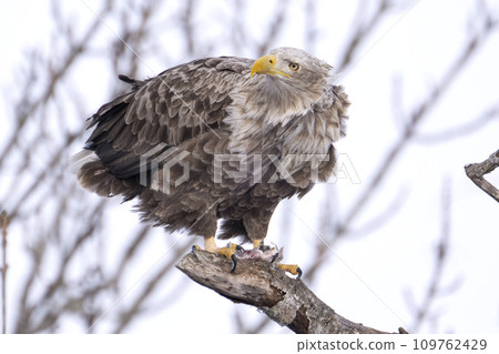 White-tailed eagle eating up close 109762429