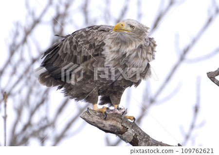 White-tailed eagle eating up close 109762621