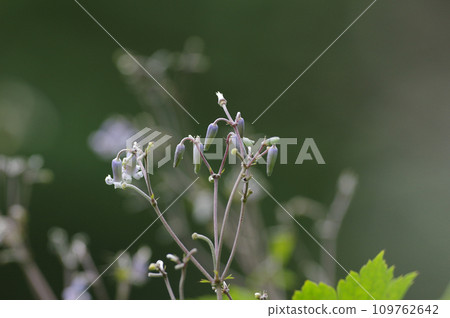 Beautiful grass peony with pale purple velvety flowers and buds 109762642