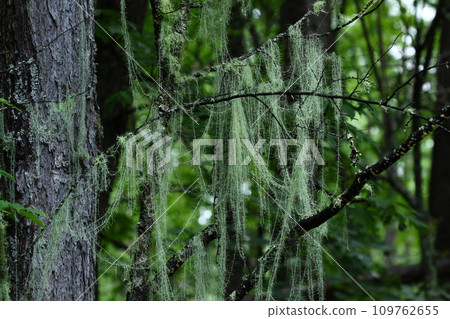 倒下的落葉松，讓人感受到深山的神秘氣息。 109762655