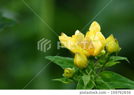 剛剛盛開的友江莊的黃色花朵 109762656