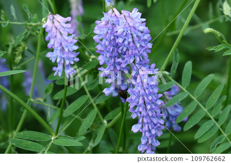 草藤有從淺粉紅色到淺紫色的美麗顏色變化。 109762662