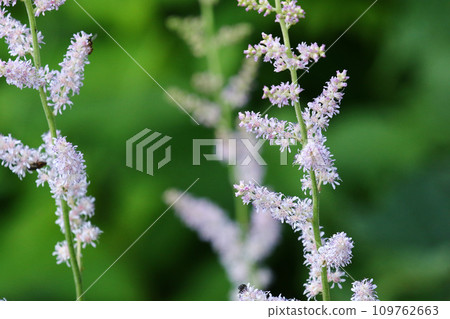 Chidakesashi with its lovely pale pink dense flowers 109762663