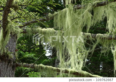 A lace curtain hanging from a larch branch A lace curtain hanging from a larch branch 109762667