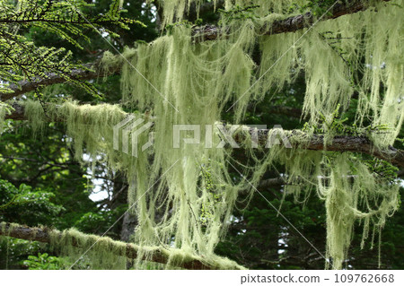 掛在落葉松樹枝上的蕾絲窗簾 109762668