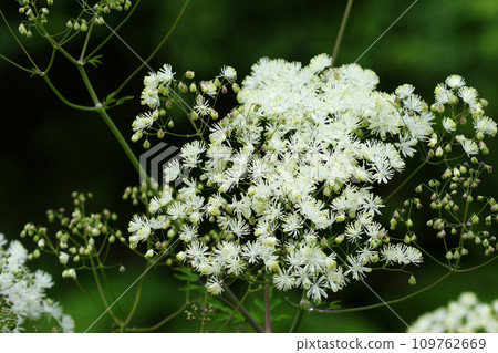 落葉松盛開，雄蕊看起來像花瓣 109762669