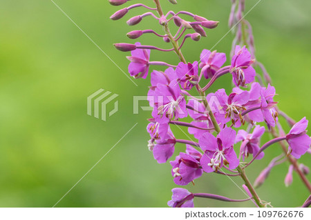 Willow orchid with fresh pink flowers just beginning to bloom Willow orchid with fresh pink flowers just beginning to bloom 109762676