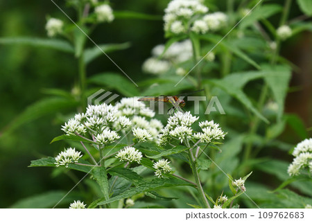 鵯鱸魚的白花 109762683