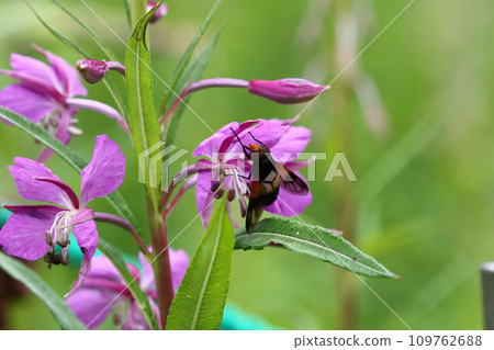 鹿角蠅在柳蘭花上吸食花蜜 109762688