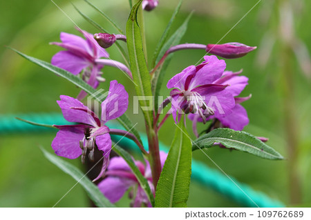 自然公園保護區內盛開的柳蘭 自然公園保護區內盛開的柳蘭 109762689