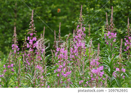 天然花園草地上盛開的柳蘭群落 109762691
