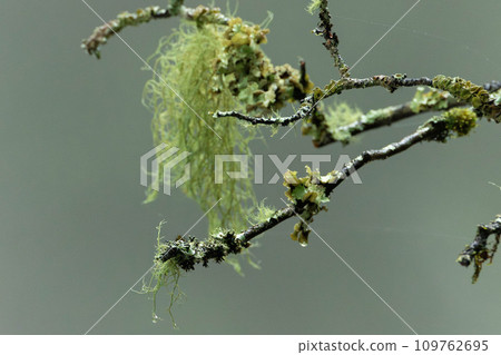 Lichens attached to dead branches 109762695
