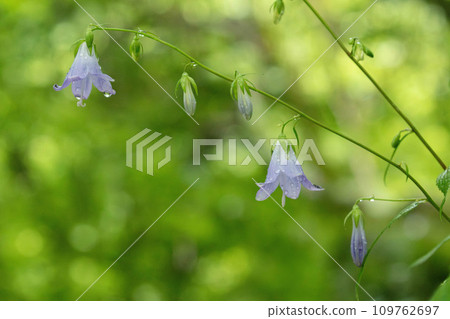 一朵索瓦納花，淡紫色的花瓣被雨淋濕。 109762697