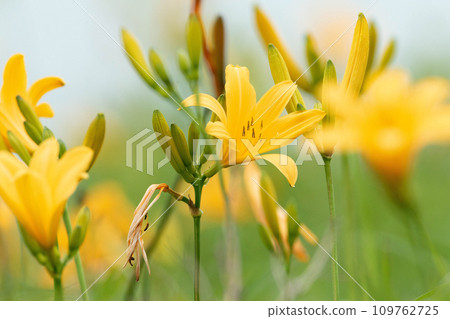 黃花菜在霧濛濛的草地上剛綻放 109762725