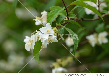 A beautiful 4-petaled birch flower A beautiful 4-petaled birch flower 109762728