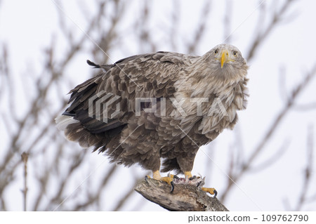 White-tailed eagle eating up close 109762790