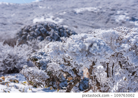 冬天的九重山,晴空萬裡,白雪皚皚,日本名山百選,大分縣九重山脈 冬天的九重山,晴空萬裡,白雪皚皚,日本名山百選,大分縣九重山脈 109763002