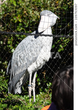 2023年11月上野動物園鯨頭鸛 109763097