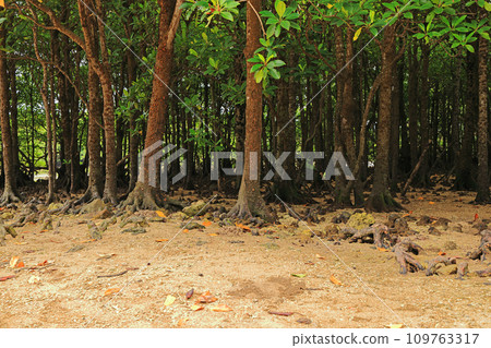 石垣島宮良川風光 石垣島宮良川風光 109763317