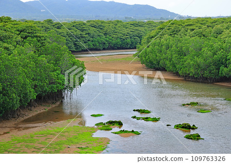Ishigaki Island, Miyara River scenery 109763326