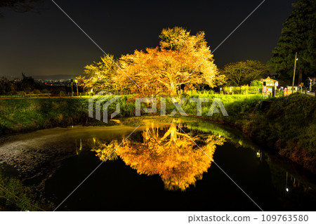 夢幻般的夜櫻、在水鏡中閃閃發光的孤獨櫻花、淺井的孤獨櫻花(久留米市山本町) 夢幻般的夜櫻、在水鏡中閃閃發光的孤獨櫻花、淺井的孤獨櫻花(久留米市山本町) 109763580