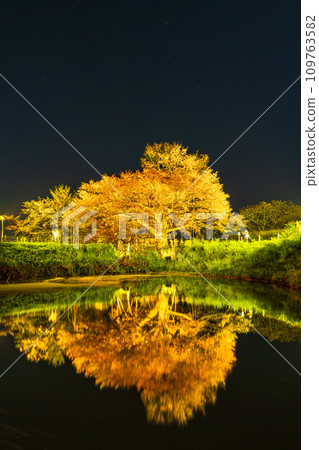 夢幻般的夜櫻、在水鏡中閃閃發光的孤獨櫻花、淺井的孤獨櫻花(久留米市山本町) 夢幻般的夜櫻、在水鏡中閃閃發光的孤獨櫻花、淺井的孤獨櫻花(久留米市山本町) 109763582