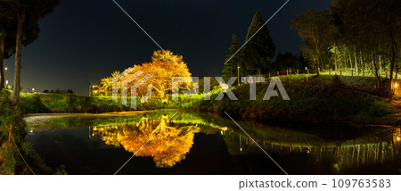 夢幻般的夜櫻、倒映在水鏡中的獨株櫻花、全景風光、淺井的獨株櫻花(久留米市山本町) 夢幻般的夜櫻、倒映在水鏡中的獨株櫻花、全景風光、淺井的獨株櫻花(久留米市山本町) 109763583