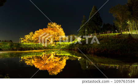 Fantastic night cherry blossoms, a single cherry tree reflected in the water mirror, panoramic scenery, a single cherry tree in Asai (Yamamotocho, Kurume City) 109763584