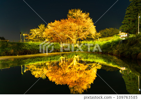 Fantastic night cherry blossoms, a lone cherry tree that shines in the water mirror, Asai's lone cherry tree (Yamamotocho, Kurume City) 109763585
