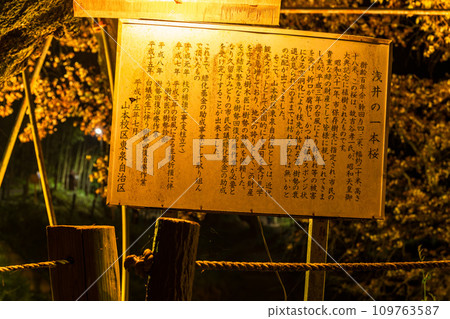 招牌/資訊板 夢幻般的夜櫻、在水鏡中閃閃發光的一棵櫻花、淺井的孤獨櫻花(久留米市山本町) 招牌/資訊板 夢幻般的夜櫻、在水鏡中閃閃發光的一棵櫻花、淺井的孤獨櫻花(久留米市山本町) 109763587